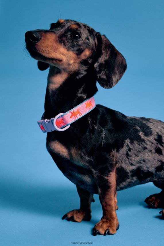 Bimba Y Lola collar para mascota con logo PT6884964 accesorios rosa