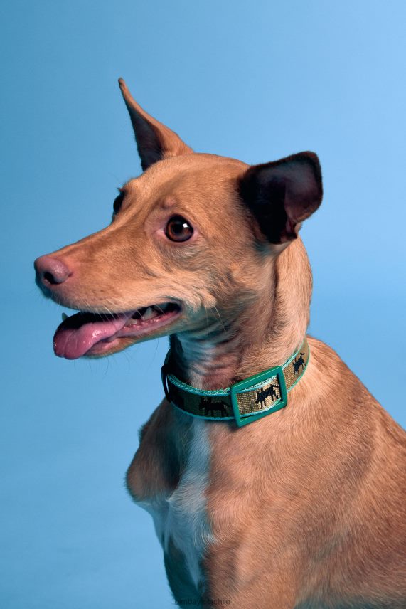 Bimba Y Lola collar para mascota con logo PT6884968 accesorios caqui