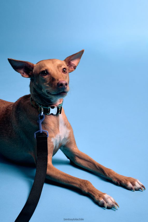 Bimba Y Lola correa para mascota con logotipo PT6884973 accesorios negro